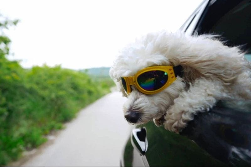 Image of dog hanging head out window. Video - Stay Cool During the Summer.